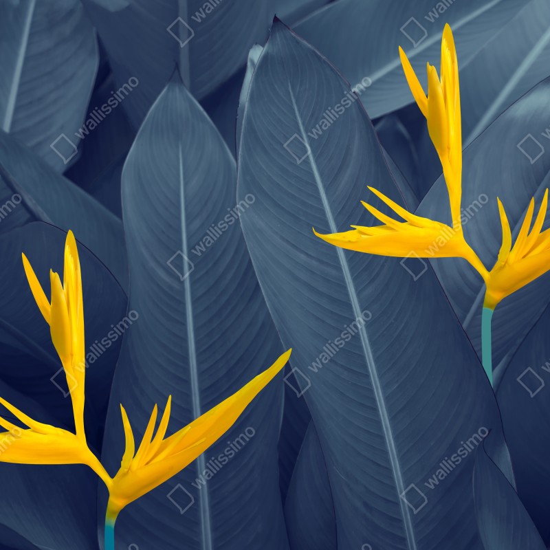 Fototapeta żółta strelicja na niebieskich liściach – Wallissimo® Fototapeta żółta strelicja na niebieskich liściach – Wallissimo®