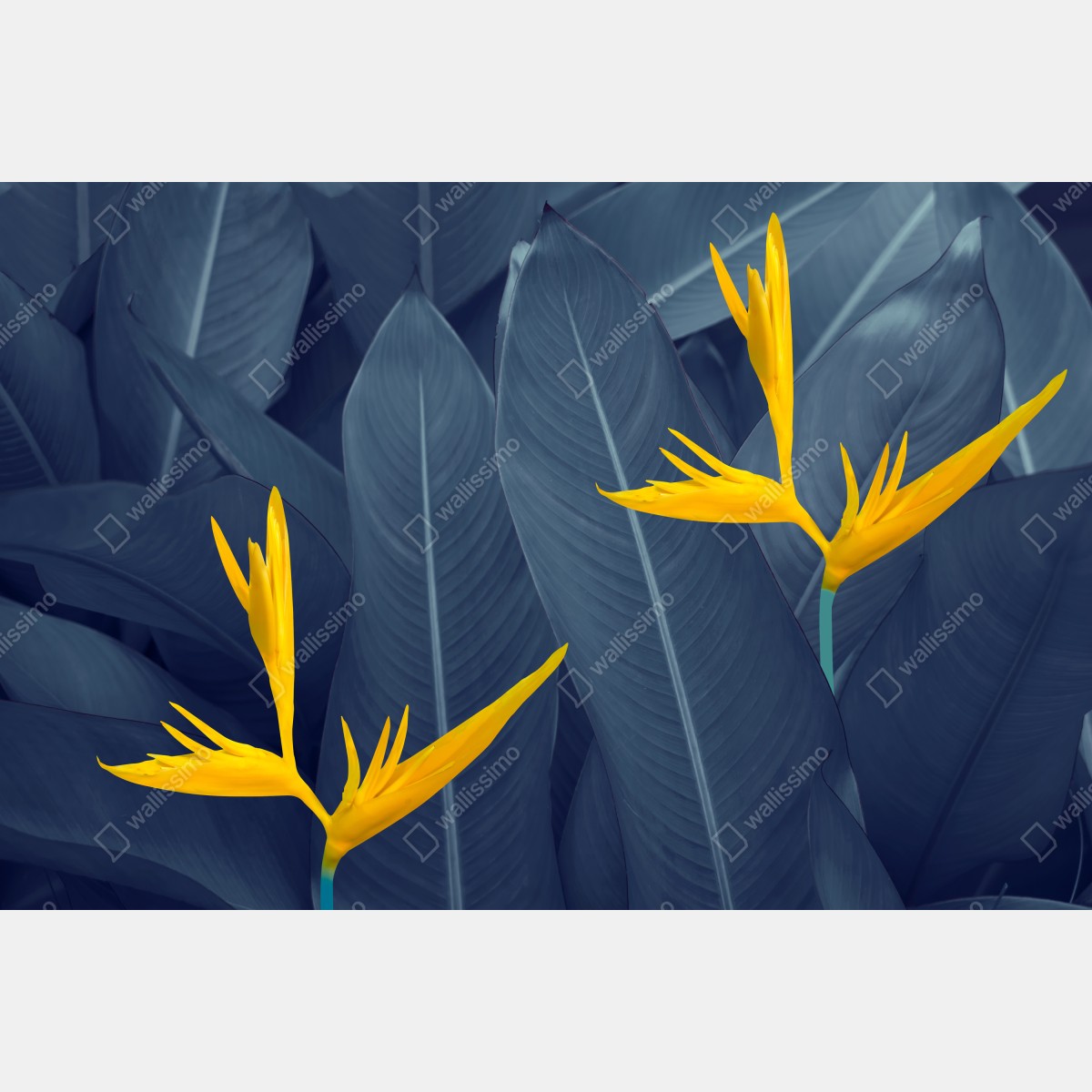 Fototapeta żółta strelicja na niebieskich liściach – Wallissimo® Fototapeta żółta strelicja na niebieskich liściach – Wallissimo®