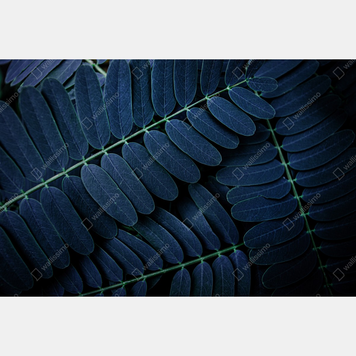 Fototapeta niebieski wzór liści – Wallissimo® Fototapeta niebieski wzór liści – Wallissimo®