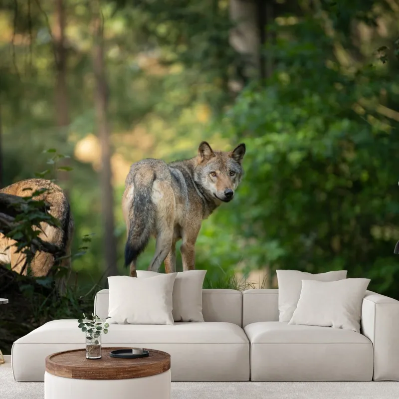 Fototapeta wilk w leśnej polanie