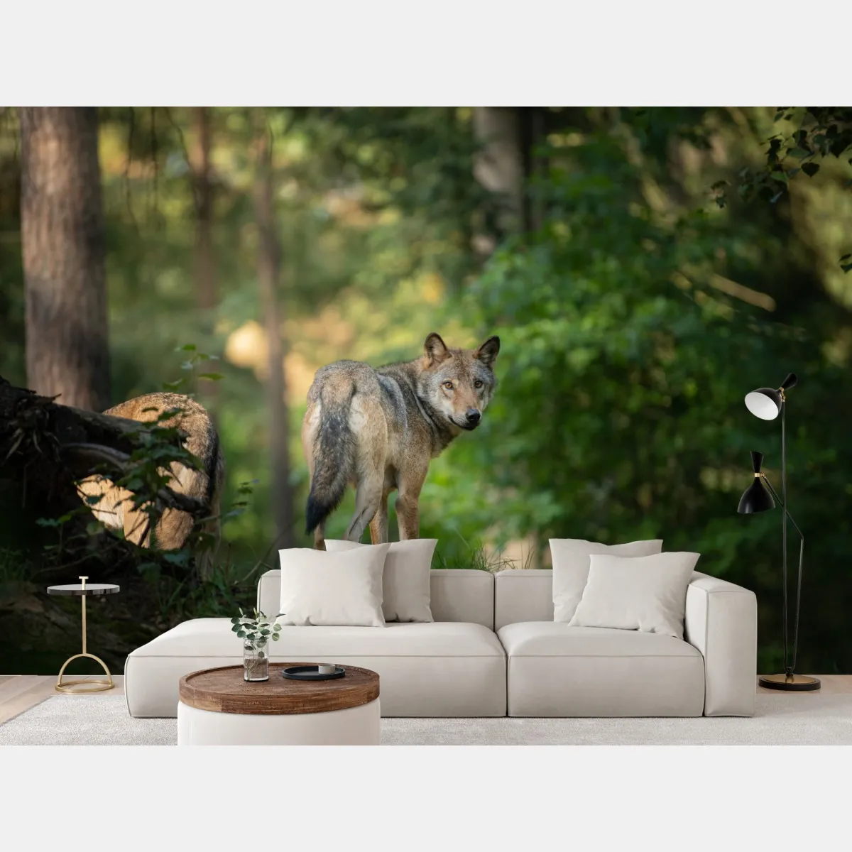 Fototapeta wilk w leśnej polanie – Wallissimo® Fototapeta wilk w leśnej polanie – Wallissimo®