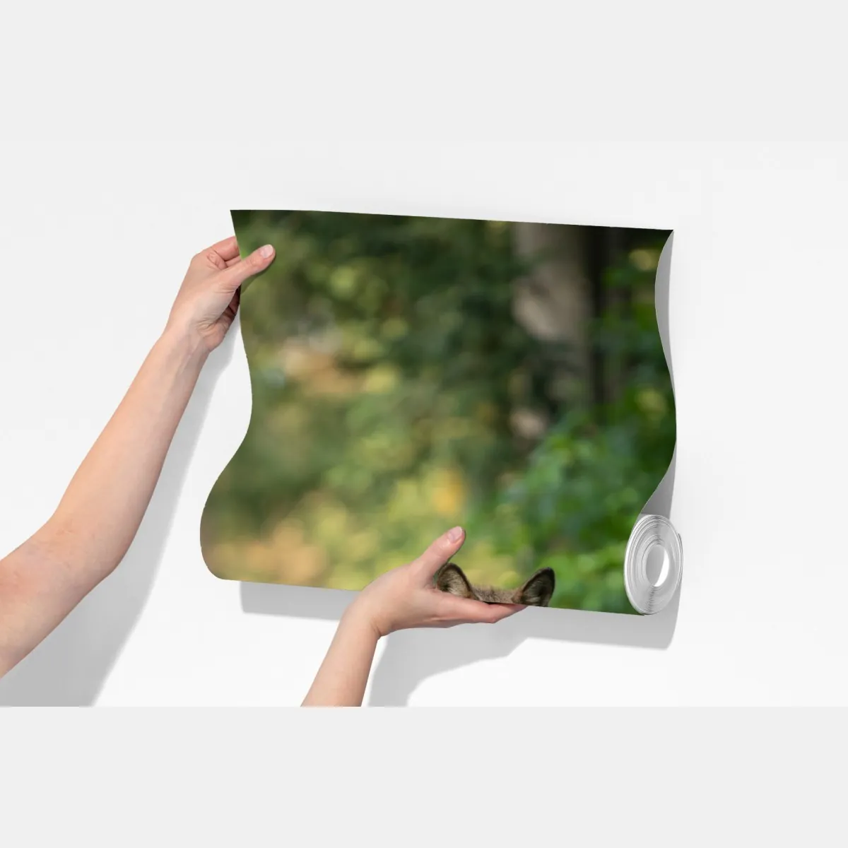 Fototapeta wilk w leśnej polanie – Wallissimo® Fototapeta wilk w leśnej polanie – Wallissimo®