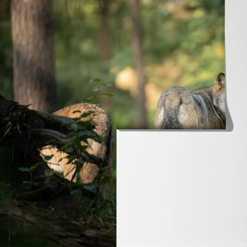 Fototapeta wilk w leśnej polanie – Wallissimo® Fototapeta wilk w leśnej polanie – Wallissimo®