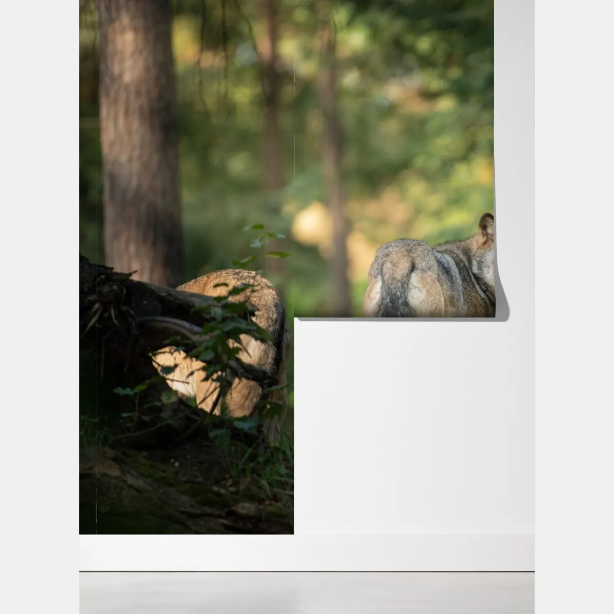 Fototapeta wilk w leśnej polanie – Wallissimo® Fototapeta wilk w leśnej polanie – Wallissimo®