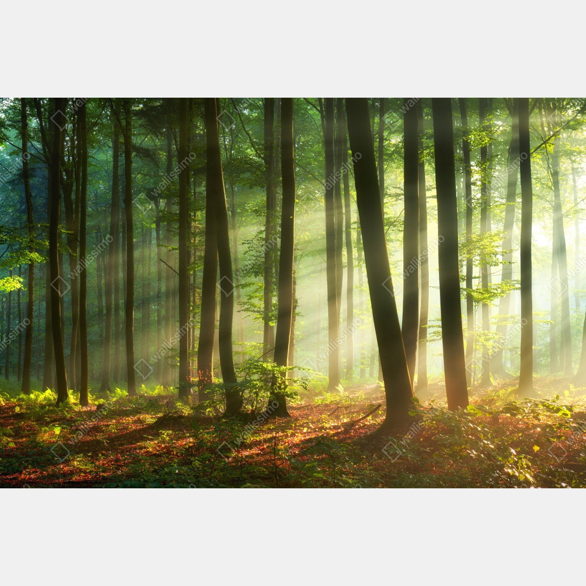 Fototapeta poranny las skąpany w słońcu – Wallissimo® Fototapeta poranny las skąpany w słońcu – Wallissimo®