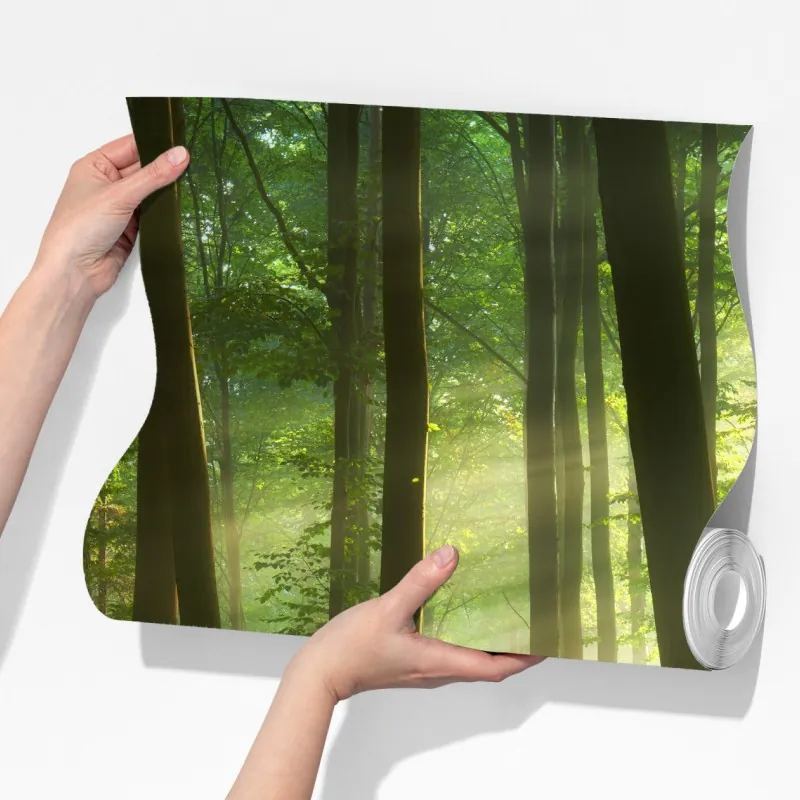 Fototapeta poranny las skąpany w słońcu – Wallissimo® Fototapeta poranny las skąpany w słońcu – Wallissimo®