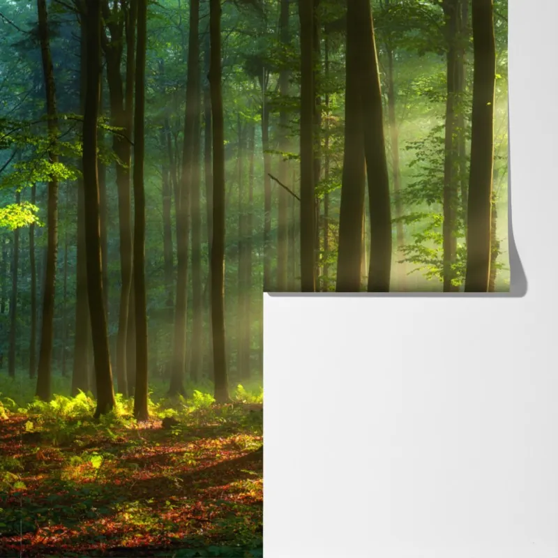 Fototapeta poranny las skąpany w słońcu – Wallissimo® Fototapeta poranny las skąpany w słońcu – Wallissimo®