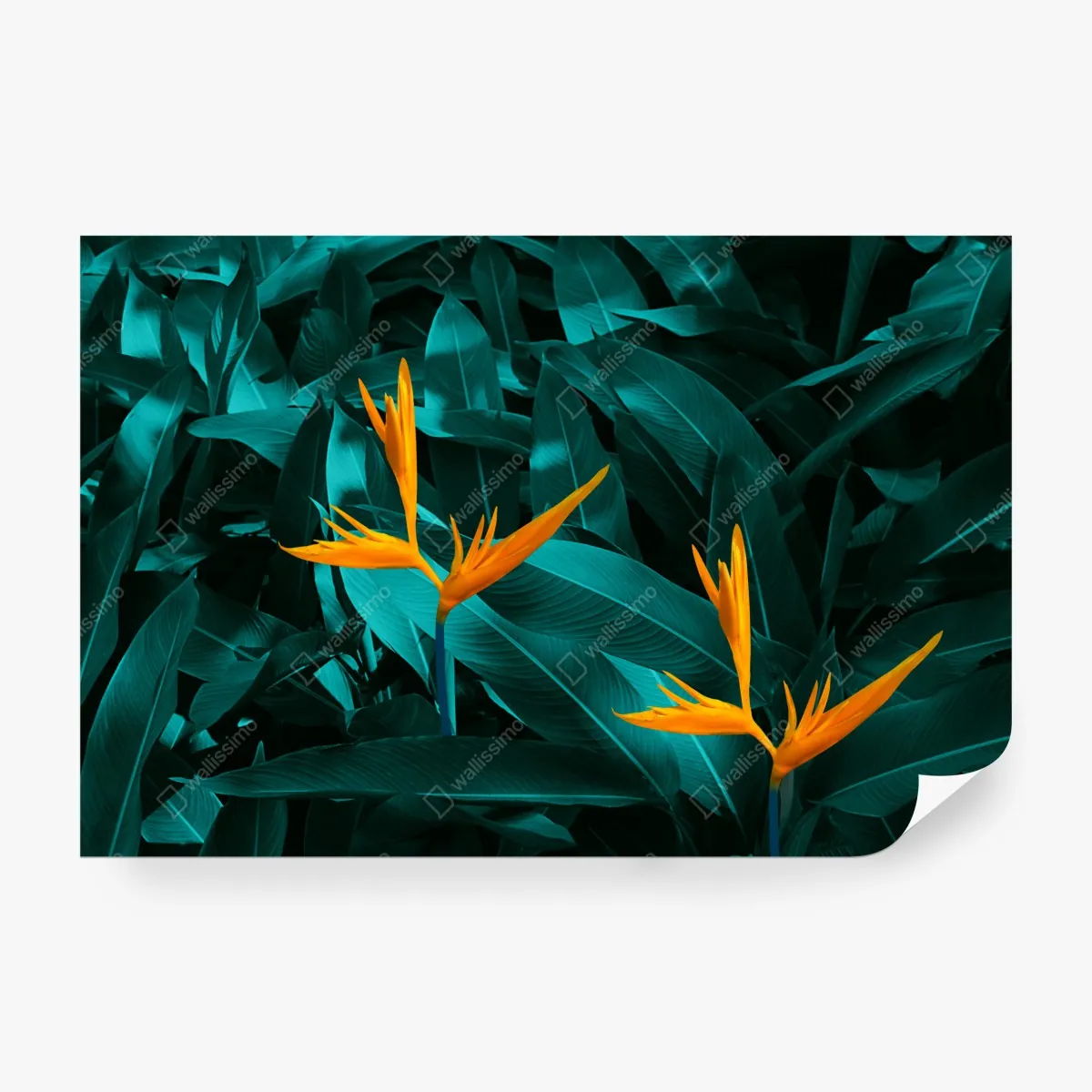 Fototapeta tropikalna strelicja na turkusowych liściach – Wallissimo® Fototapeta tropikalna strelicja na turkusowych liściach – Wallissimo®