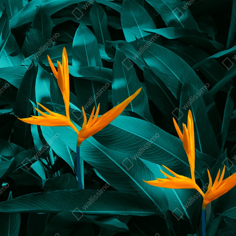 Fototapeta tropikalna strelicja na turkusowych liściach – Wallissimo® Fototapeta tropikalna strelicja na turkusowych liściach – Wallissimo®