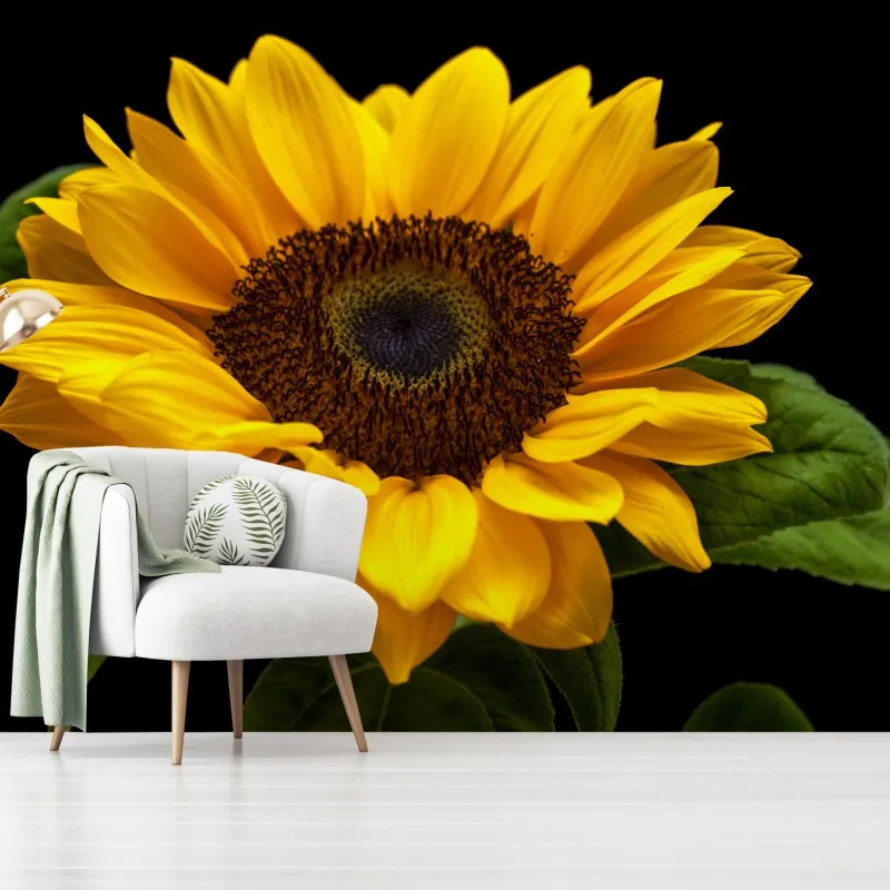 Fototapeta żywy słonecznik na czarnym tle – Wallissimo® Fototapeta żywy słonecznik na czarnym tle – Wallissimo®