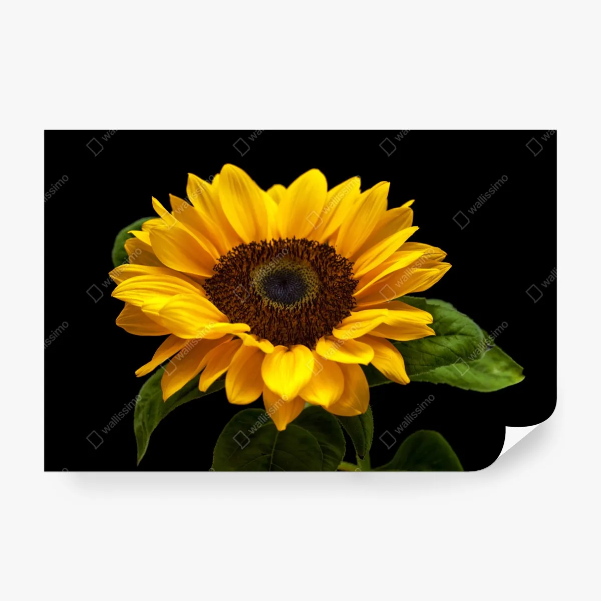 Fototapeta żywy słonecznik na czarnym tle – Wallissimo® Fototapeta żywy słonecznik na czarnym tle – Wallissimo®