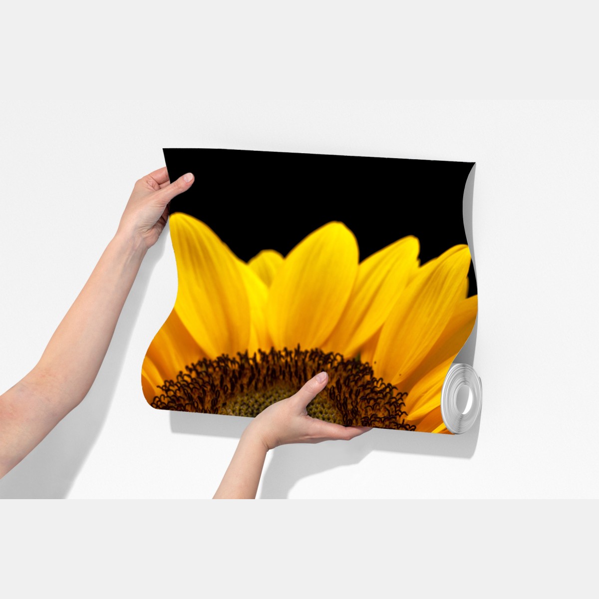 Fototapeta żywy słonecznik na czarnym tle – Wallissimo® Fototapeta żywy słonecznik na czarnym tle – Wallissimo®