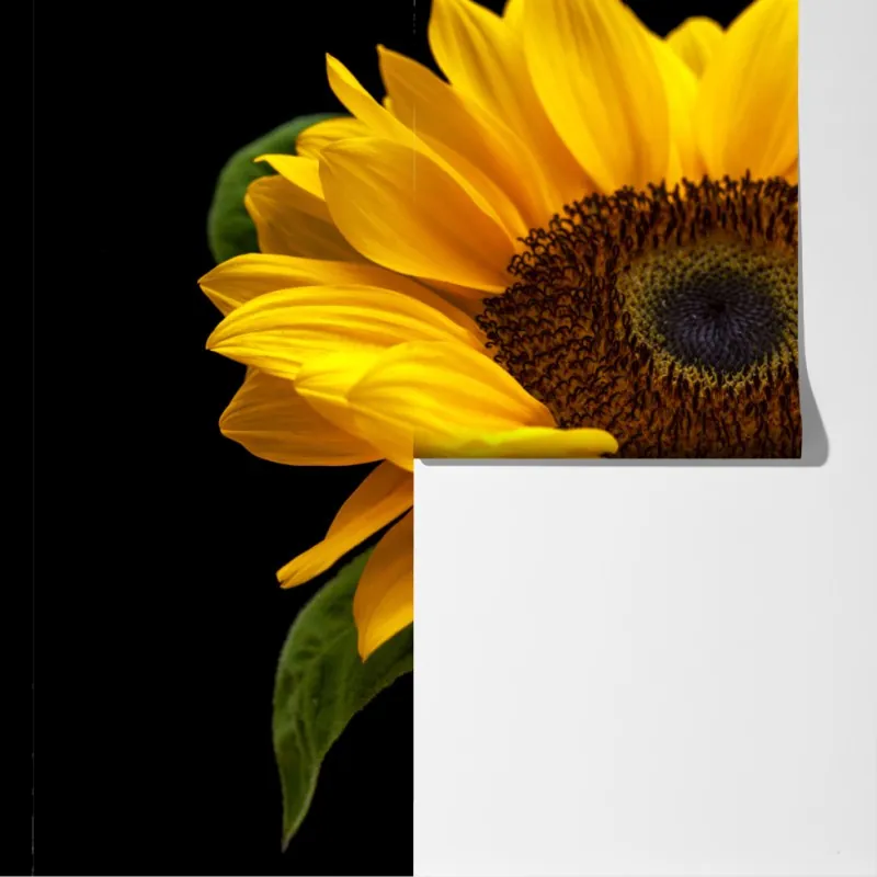 Fototapeta żywy słonecznik na czarnym tle – Wallissimo® Fototapeta żywy słonecznik na czarnym tle – Wallissimo®