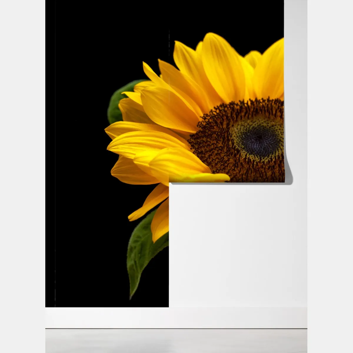 Fototapeta żywy słonecznik na czarnym tle – Wallissimo® Fototapeta żywy słonecznik na czarnym tle – Wallissimo®