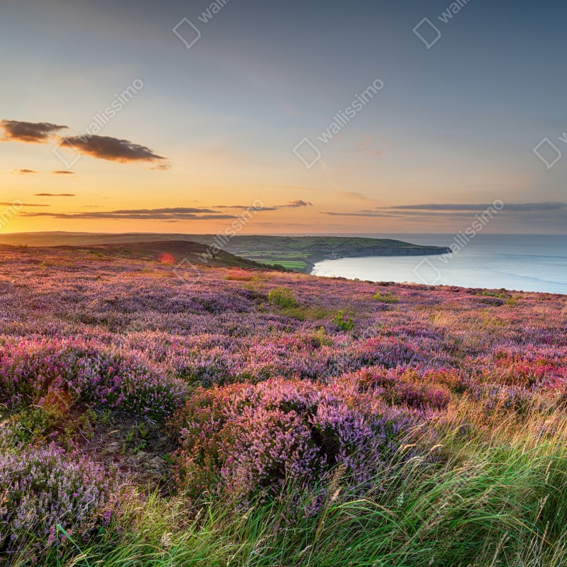 Fototapeta zachód słońca nad wrzosowiskiem na North York Moors – Wallissimo® Fototapeta zachód słońca nad wrzosowiskiem na North York Moors – Wallissimo®