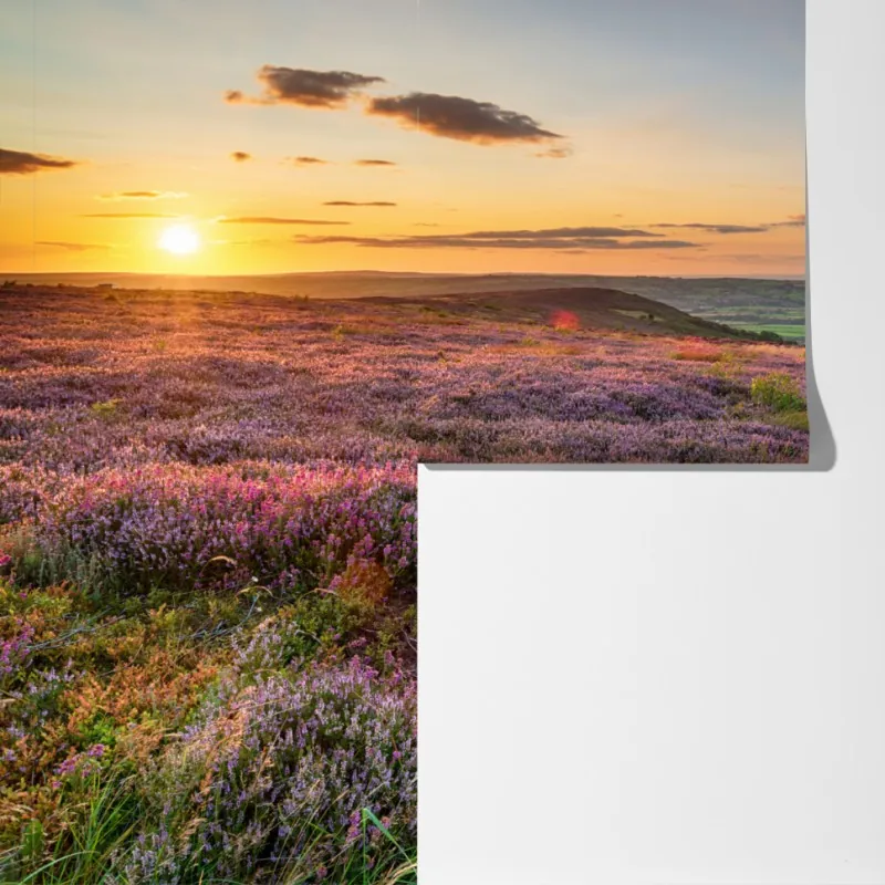 Fototapeta zachód słońca nad wrzosowiskiem na North York Moors – Wallissimo® Fototapeta zachód słońca nad wrzosowiskiem na North York Moors – Wallissimo®