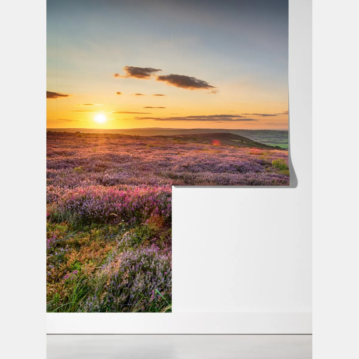 Fototapeta zachód słońca nad wrzosowiskiem na North York Moors – Wallissimo® Fototapeta zachód słońca nad wrzosowiskiem na North York Moors – Wallissimo®