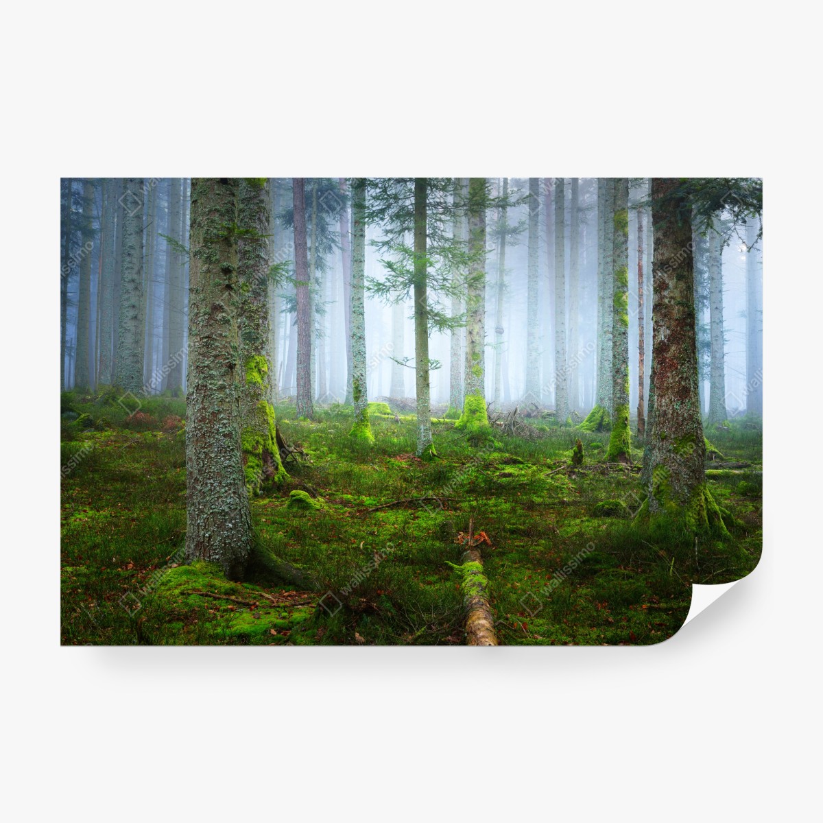 Fototapeta mglisty las sosnowy z Alzacji – Wallissimo® Fototapeta mglisty las sosnowy z Alzacji – Wallissimo®