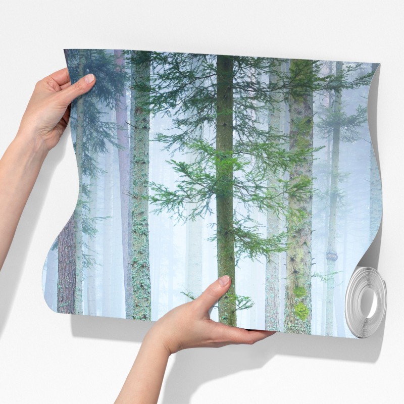 Fototapeta mglisty las sosnowy z Alzacji – Wallissimo® Fototapeta mglisty las sosnowy z Alzacji – Wallissimo®