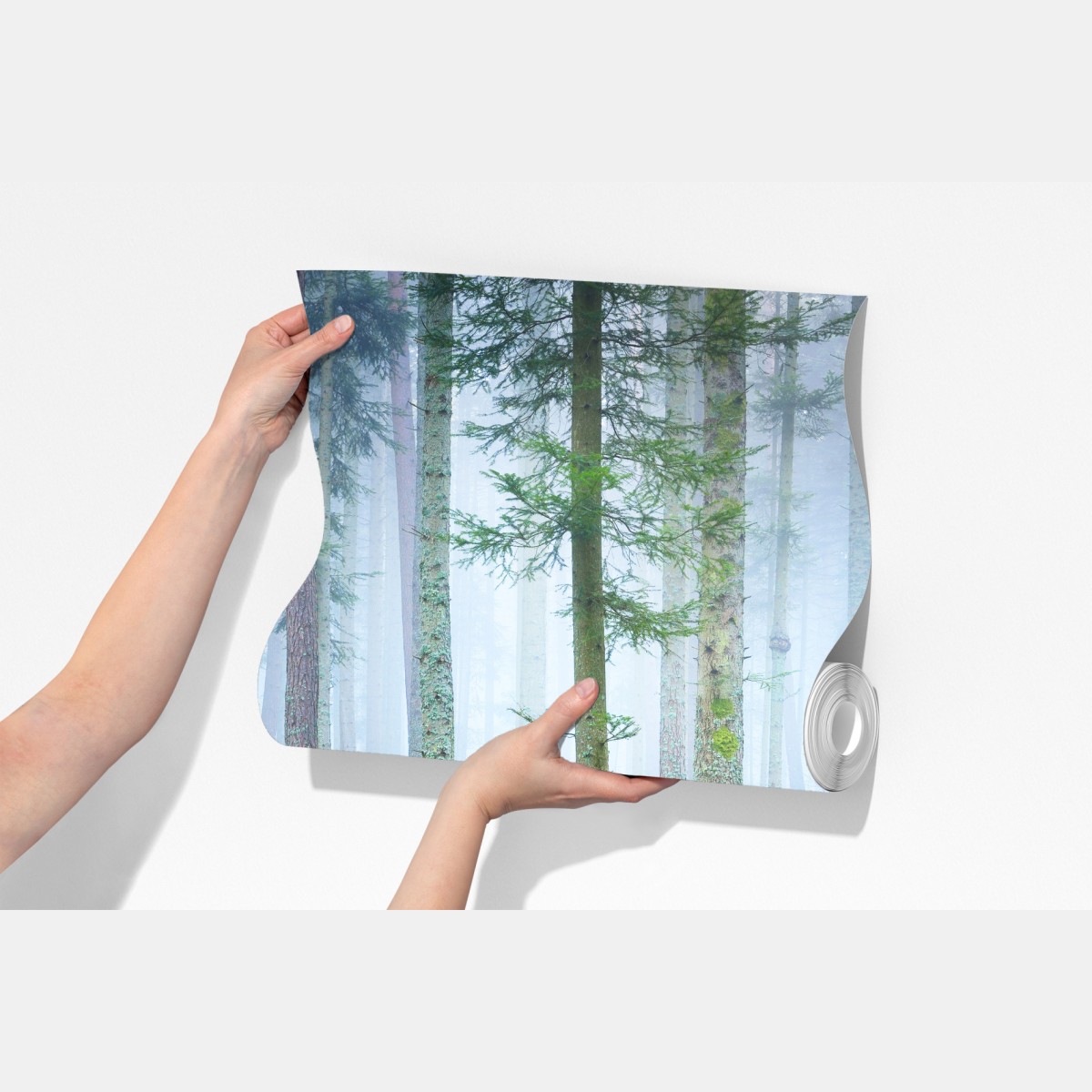 Fototapeta mglisty las sosnowy z Alzacji – Wallissimo® Fototapeta mglisty las sosnowy z Alzacji – Wallissimo®