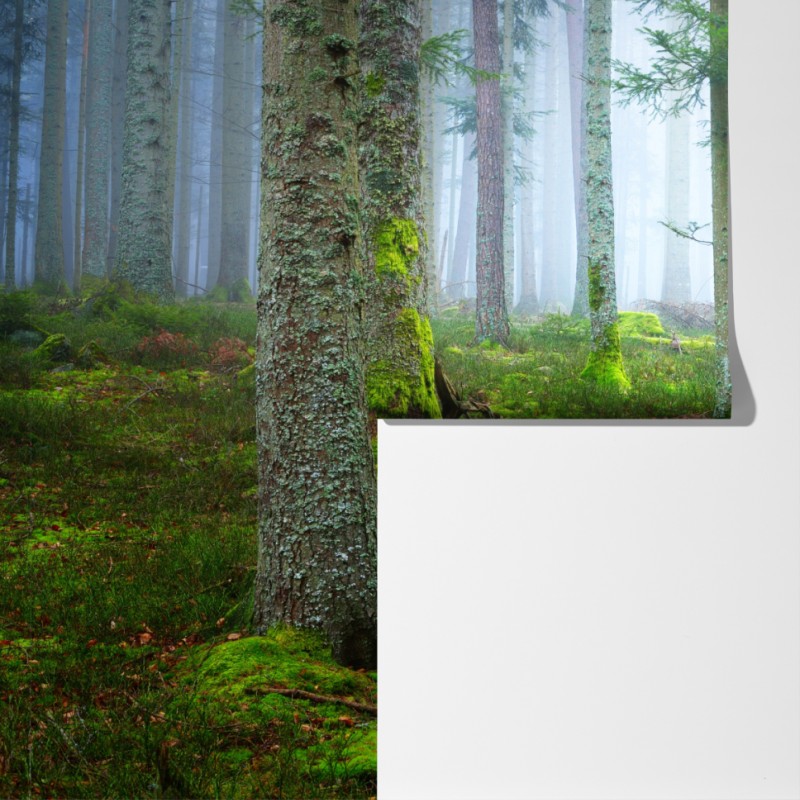 Fototapeta mglisty las sosnowy z Alzacji – Wallissimo® Fototapeta mglisty las sosnowy z Alzacji – Wallissimo®