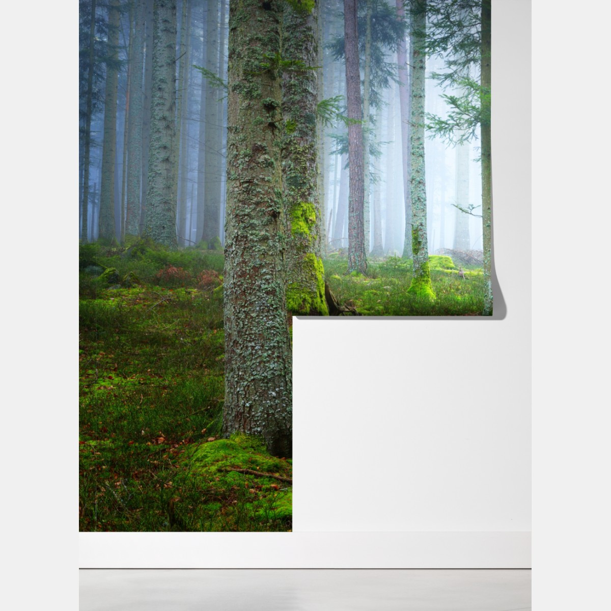 Fototapeta mglisty las sosnowy z Alzacji – Wallissimo® Fototapeta mglisty las sosnowy z Alzacji – Wallissimo®