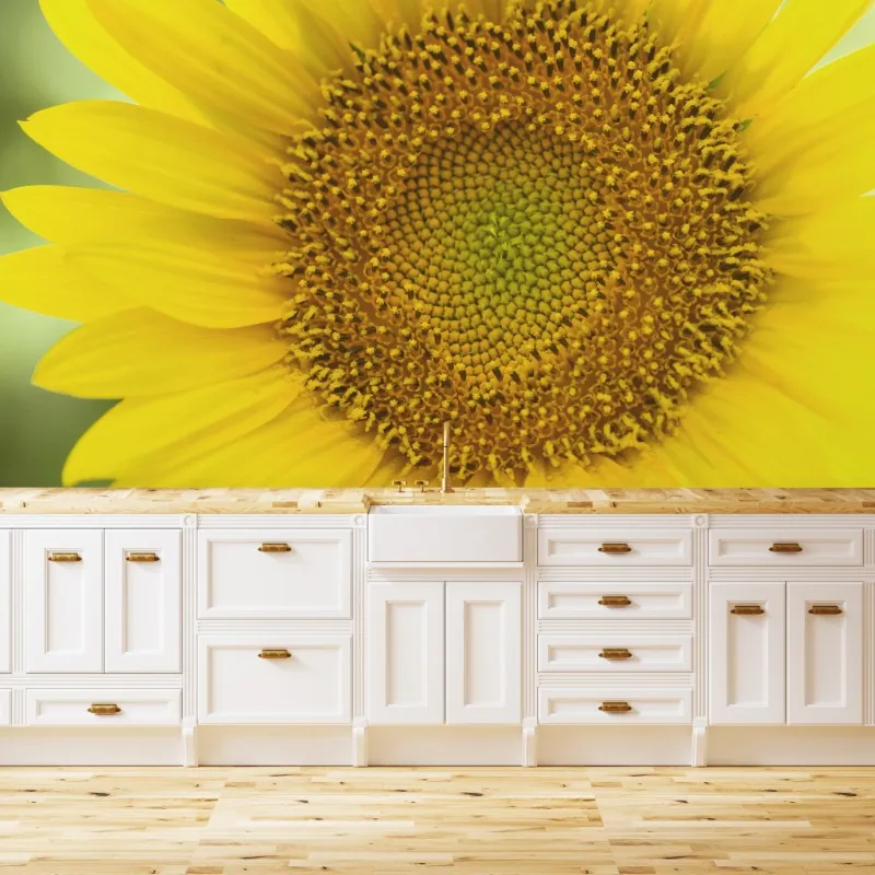 Fototapeta zbliżenie słonecznika