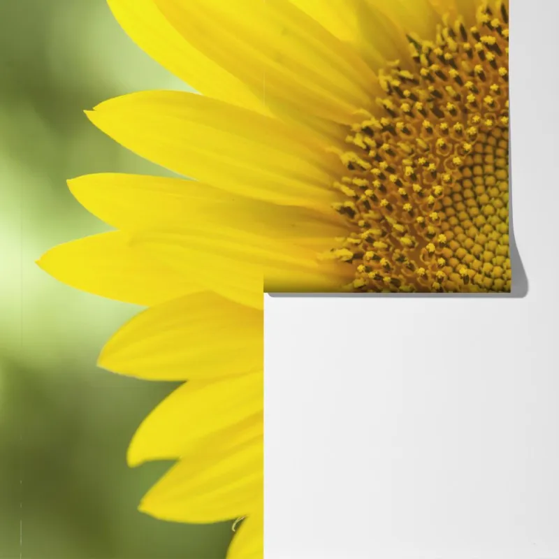 Fototapeta zbliżenie słonecznika – Wallissimo® Fototapeta zbliżenie słonecznika – Wallissimo®