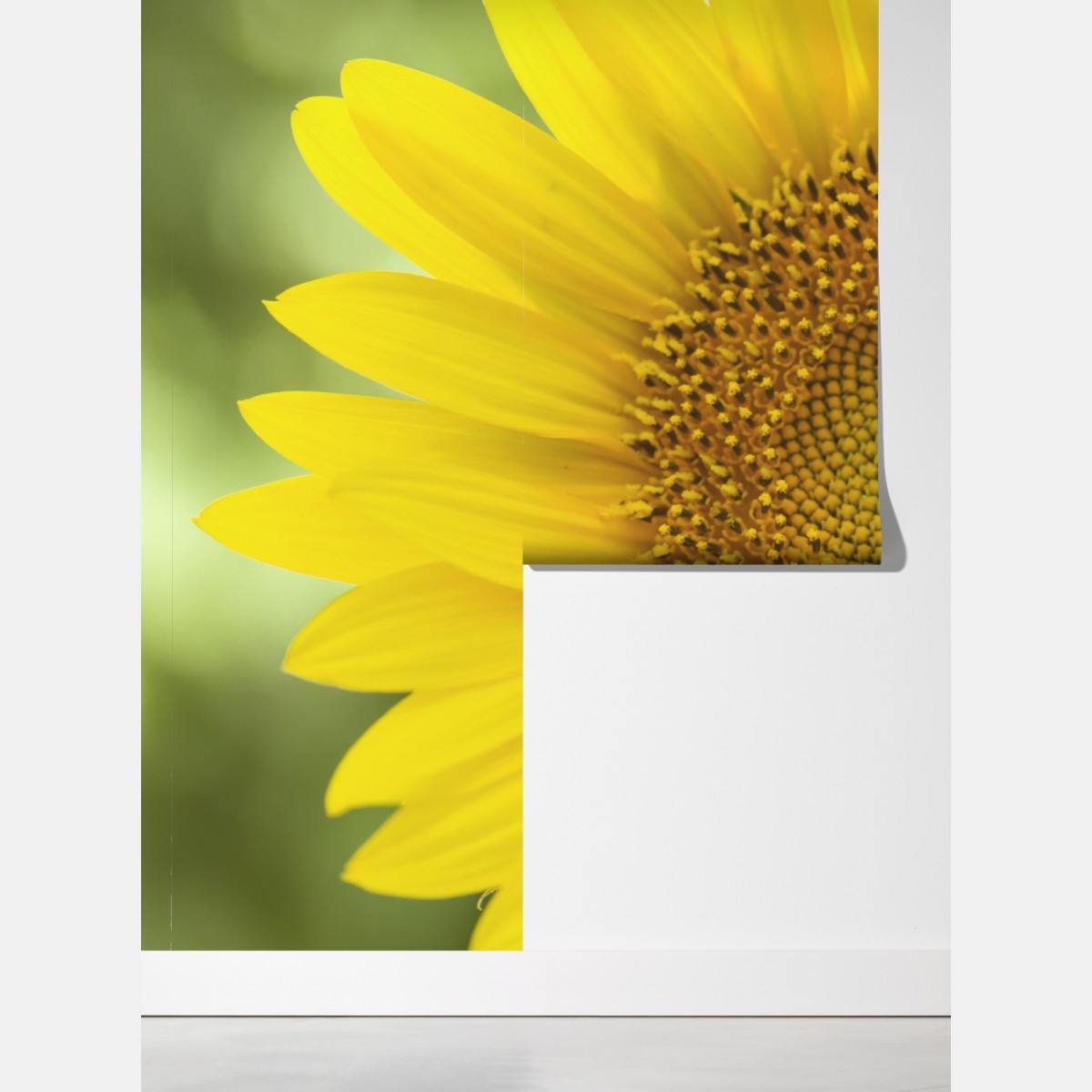 Fototapeta zbliżenie słonecznika – Wallissimo® Fototapeta zbliżenie słonecznika – Wallissimo®