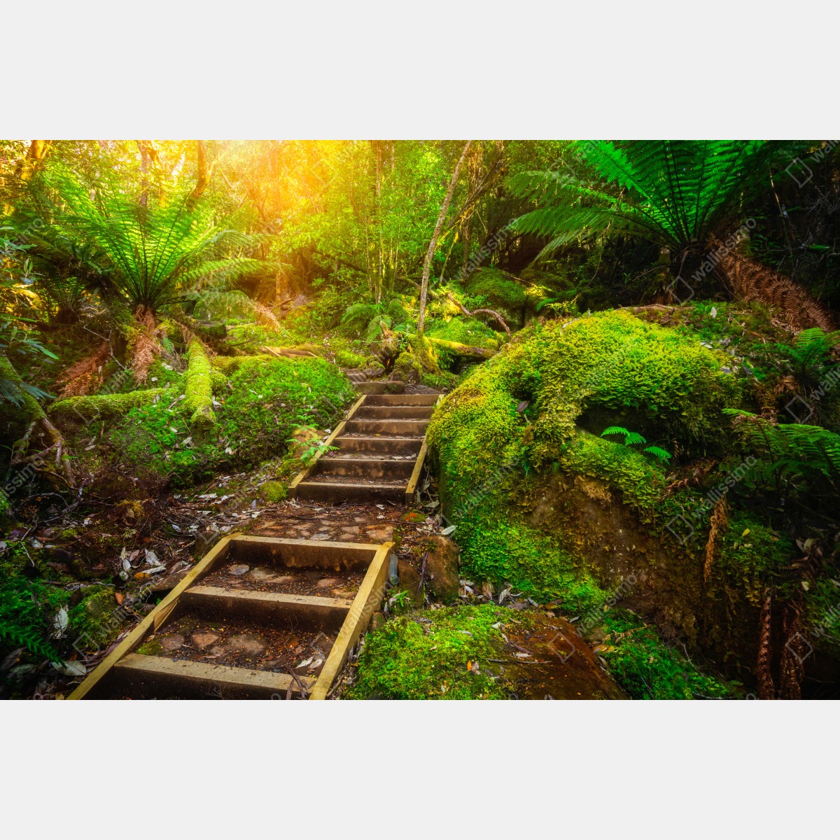 Fototapeta ścieżka w lesie deszczowym na Półwyspie Tasmańskim – Wallissimo® Fototapeta ścieżka w lesie deszczowym na Półwyspie Tasmańskim – Wallissimo®
