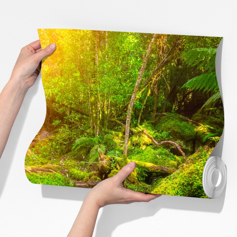 Fototapeta ścieżka w lesie deszczowym na Półwyspie Tasmańskim – Wallissimo® Fototapeta ścieżka w lesie deszczowym na Półwyspie Tasmańskim – Wallissimo®