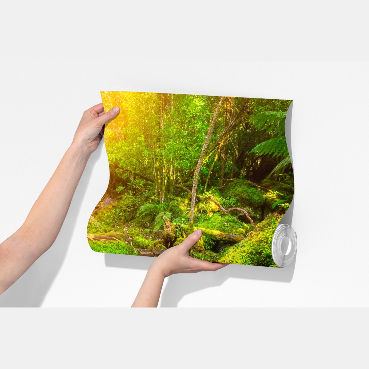 Fototapeta ścieżka w lesie deszczowym na Półwyspie Tasmańskim – Wallissimo® Fototapeta ścieżka w lesie deszczowym na Półwyspie Tasmańskim – Wallissimo®