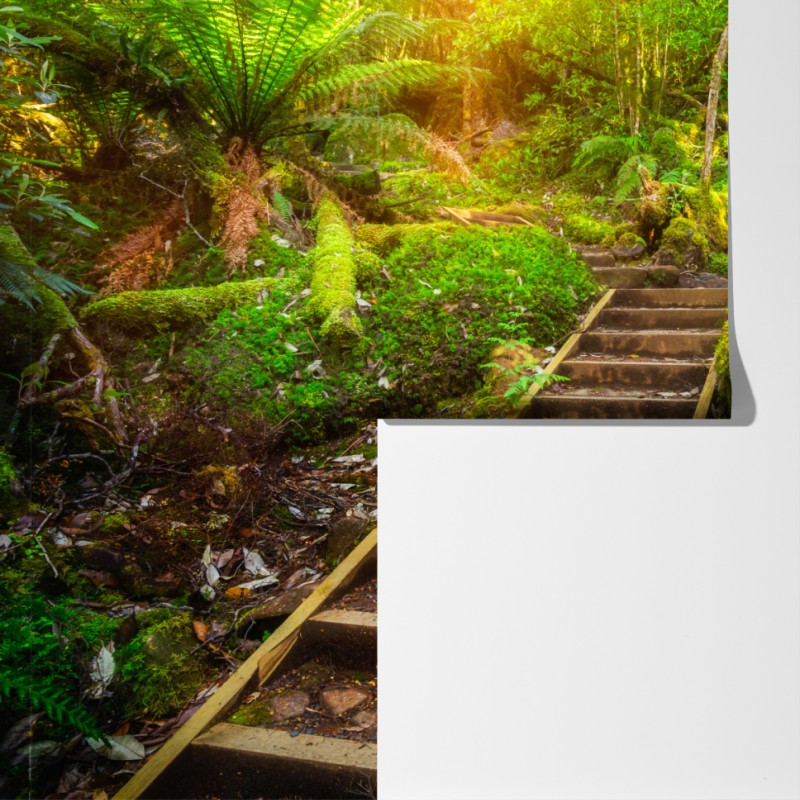 Fototapeta ścieżka w lesie deszczowym na Półwyspie Tasmańskim – Wallissimo® Fototapeta ścieżka w lesie deszczowym na Półwyspie Tasmańskim – Wallissimo®