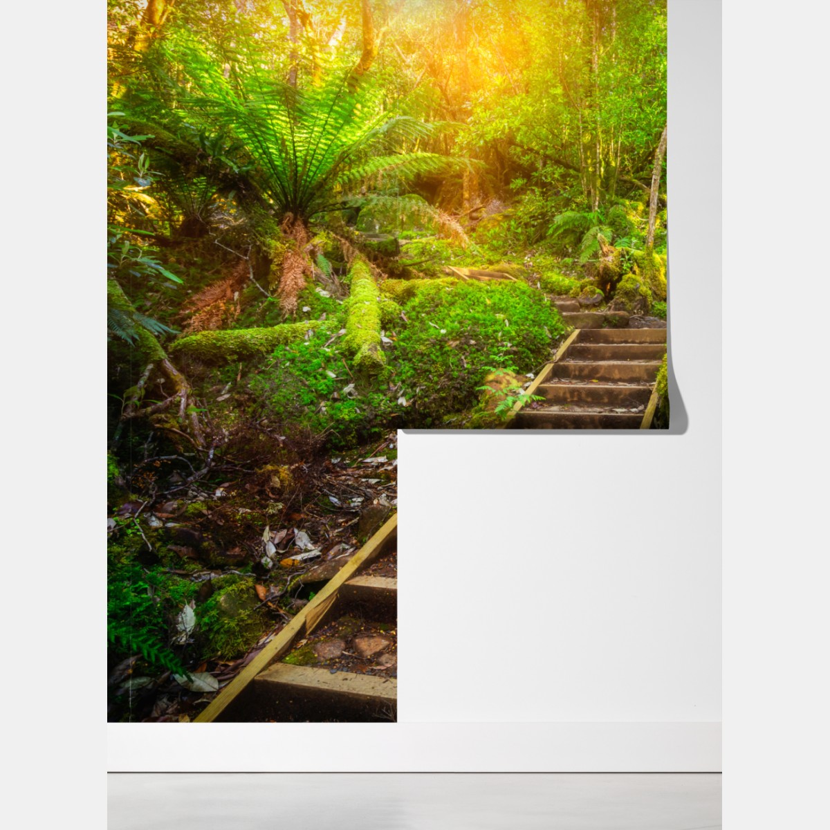 Fototapeta ścieżka w lesie deszczowym na Półwyspie Tasmańskim – Wallissimo® Fototapeta ścieżka w lesie deszczowym na Półwyspie Tasmańskim – Wallissimo®