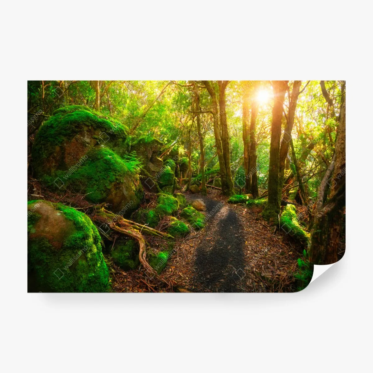 Fototapeta słoneczna ścieżka w lesie deszczowym Półwyspu Tasman, Tasmania – Wallissimo® Fototapeta słoneczna ścieżka w lesie deszczowym Półwyspu Tasman, Tasmania – Wallissimo®