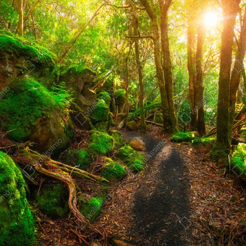 Fototapeta słoneczna ścieżka w lesie deszczowym Półwyspu Tasman, Tasmania – Wallissimo® Fototapeta słoneczna ścieżka w lesie deszczowym Półwyspu Tasman, Tasmania – Wallissimo®