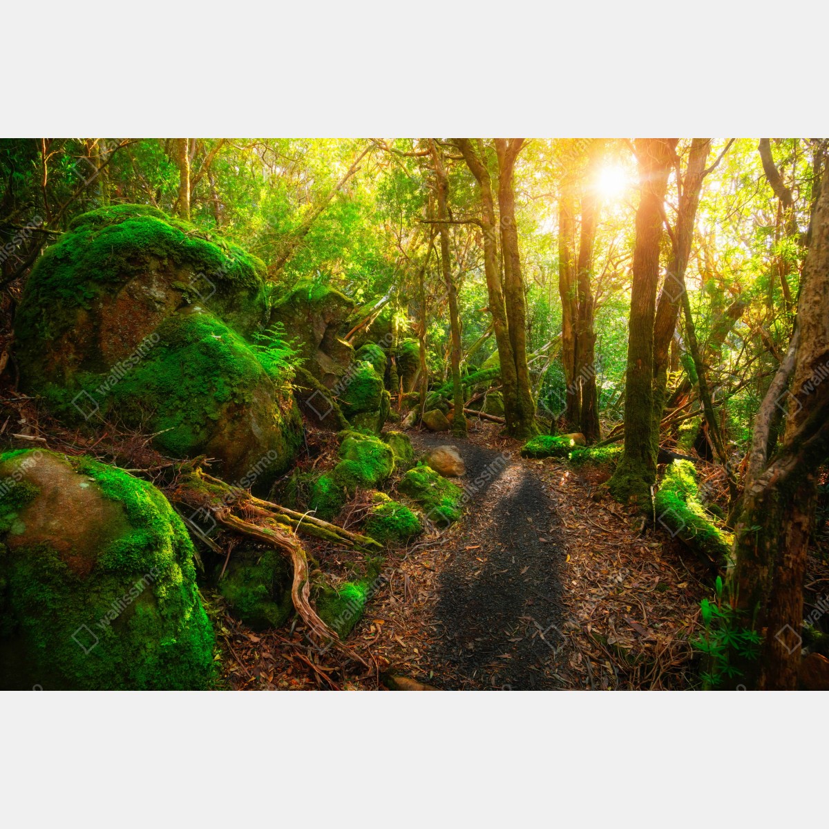 Fototapeta słoneczna ścieżka w lesie deszczowym Półwyspu Tasman, Tasmania – Wallissimo® Fototapeta słoneczna ścieżka w lesie deszczowym Półwyspu Tasman, Tasmania – Wallissimo®