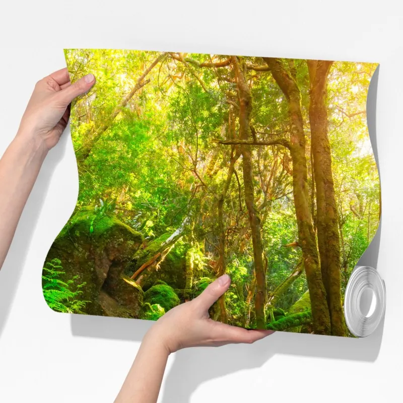 Fototapeta słoneczna ścieżka w lesie deszczowym Półwyspu Tasman, Tasmania – Wallissimo® Fototapeta słoneczna ścieżka w lesie deszczowym Półwyspu Tasman, Tasmania – Wallissimo®