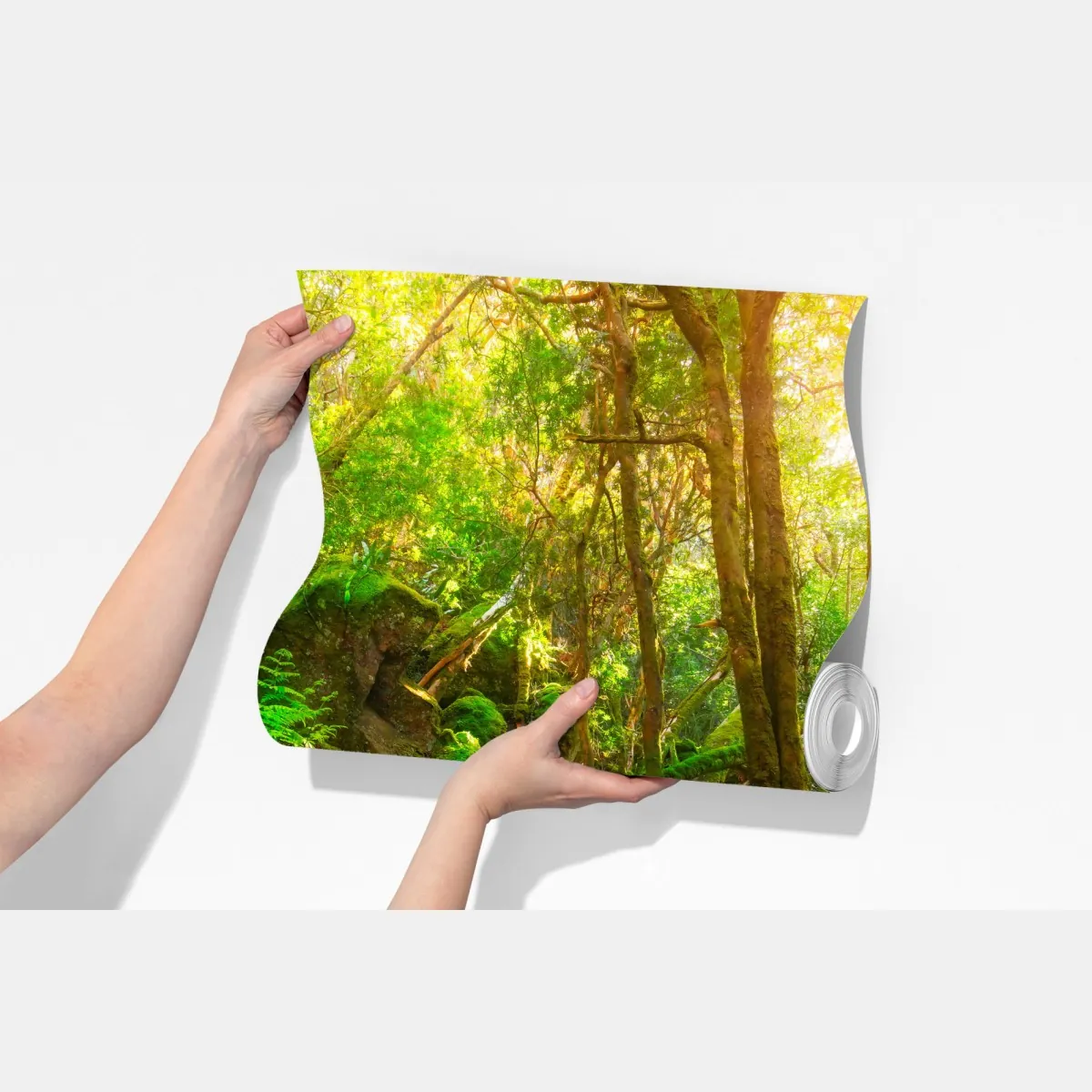 Fototapeta słoneczna ścieżka w lesie deszczowym Półwyspu Tasman, Tasmania – Wallissimo® Fototapeta słoneczna ścieżka w lesie deszczowym Półwyspu Tasman, Tasmania – Wallissimo®