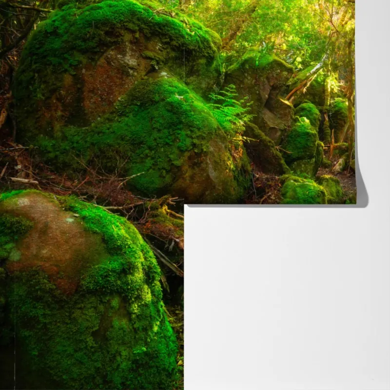 Fototapeta słoneczna ścieżka w lesie deszczowym Półwyspu Tasman, Tasmania – Wallissimo® Fototapeta słoneczna ścieżka w lesie deszczowym Półwyspu Tasman, Tasmania – Wallissimo®