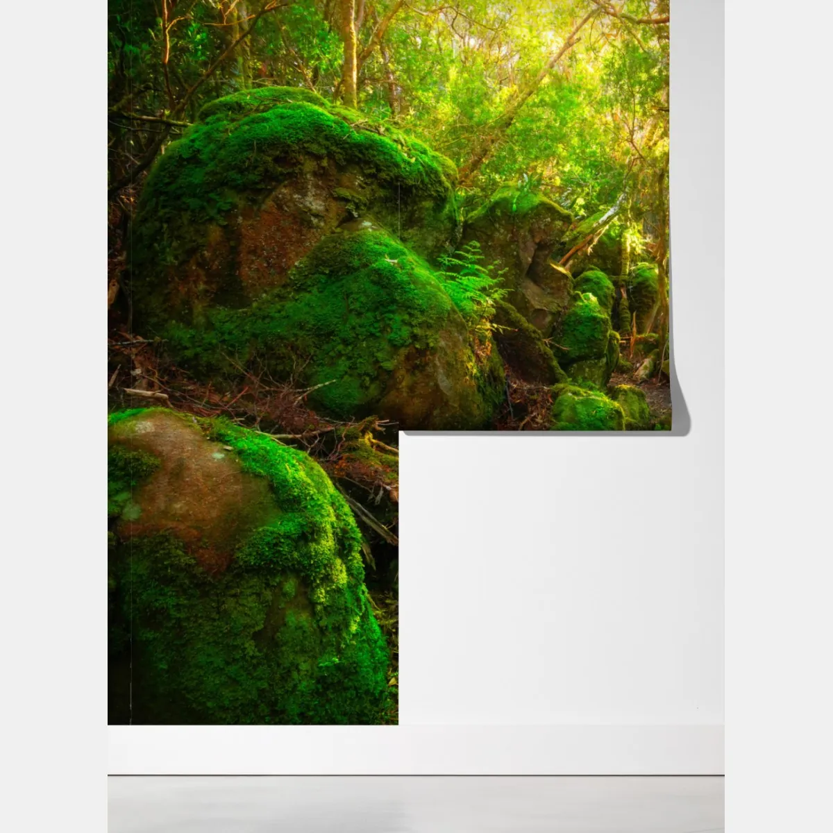 Fototapeta słoneczna ścieżka w lesie deszczowym Półwyspu Tasman, Tasmania – Wallissimo® Fototapeta słoneczna ścieżka w lesie deszczowym Półwyspu Tasman, Tasmania – Wallissimo®