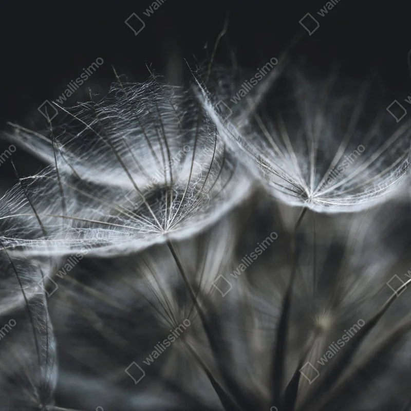 Fototapeta delikatne nasiona mniszka w monochromie – Wallissimo® Fototapeta delikatne nasiona mniszka w monochromie – Wallissimo®