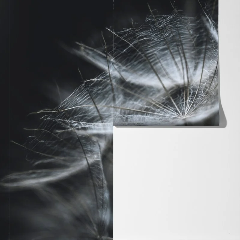 Fototapeta delikatne nasiona mniszka w monochromie – Wallissimo® Fototapeta delikatne nasiona mniszka w monochromie – Wallissimo®