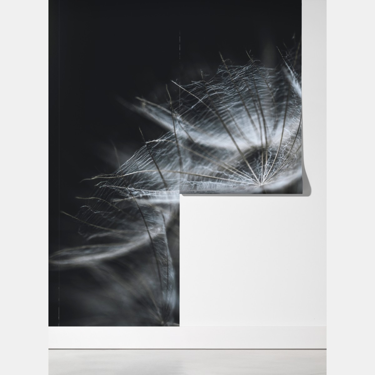 Fototapeta delikatne nasiona mniszka w monochromie – Wallissimo® Fototapeta delikatne nasiona mniszka w monochromie – Wallissimo®