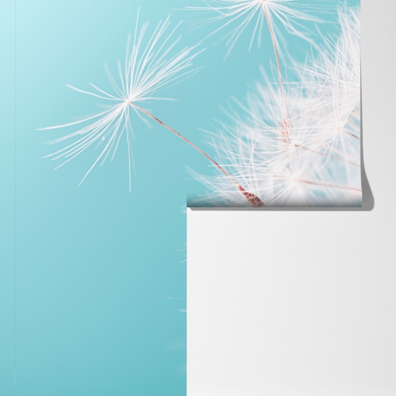 Fototapeta delikatny dmuchawiec na turkusowym tle – Wallissimo® Fototapeta delikatny dmuchawiec na turkusowym tle – Wallissimo®