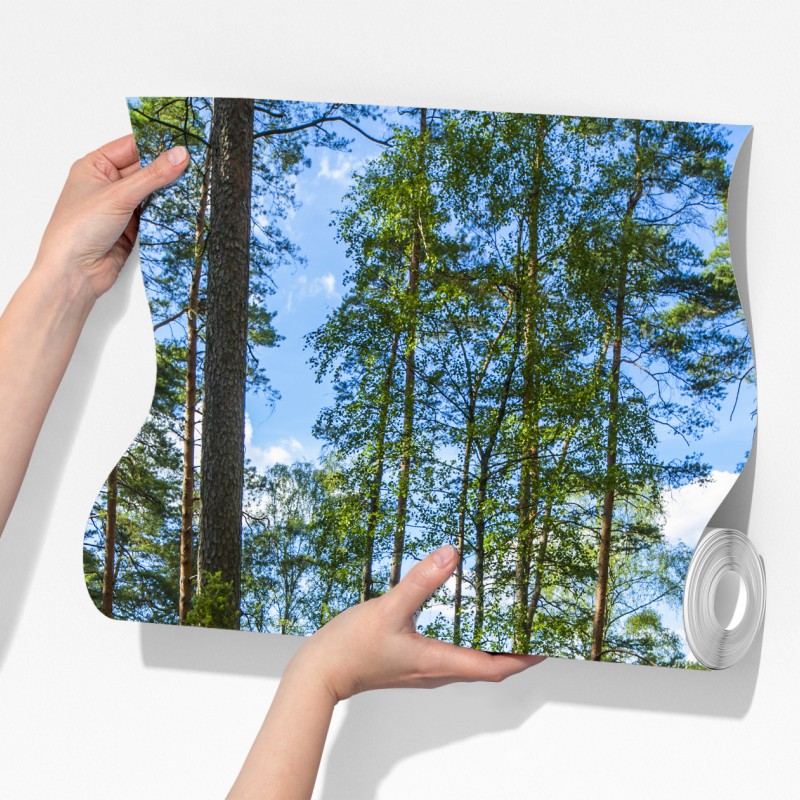 Fototapeta spokojny las sosnowy nad jeziorem – Wallissimo® Fototapeta spokojny las sosnowy nad jeziorem – Wallissimo®