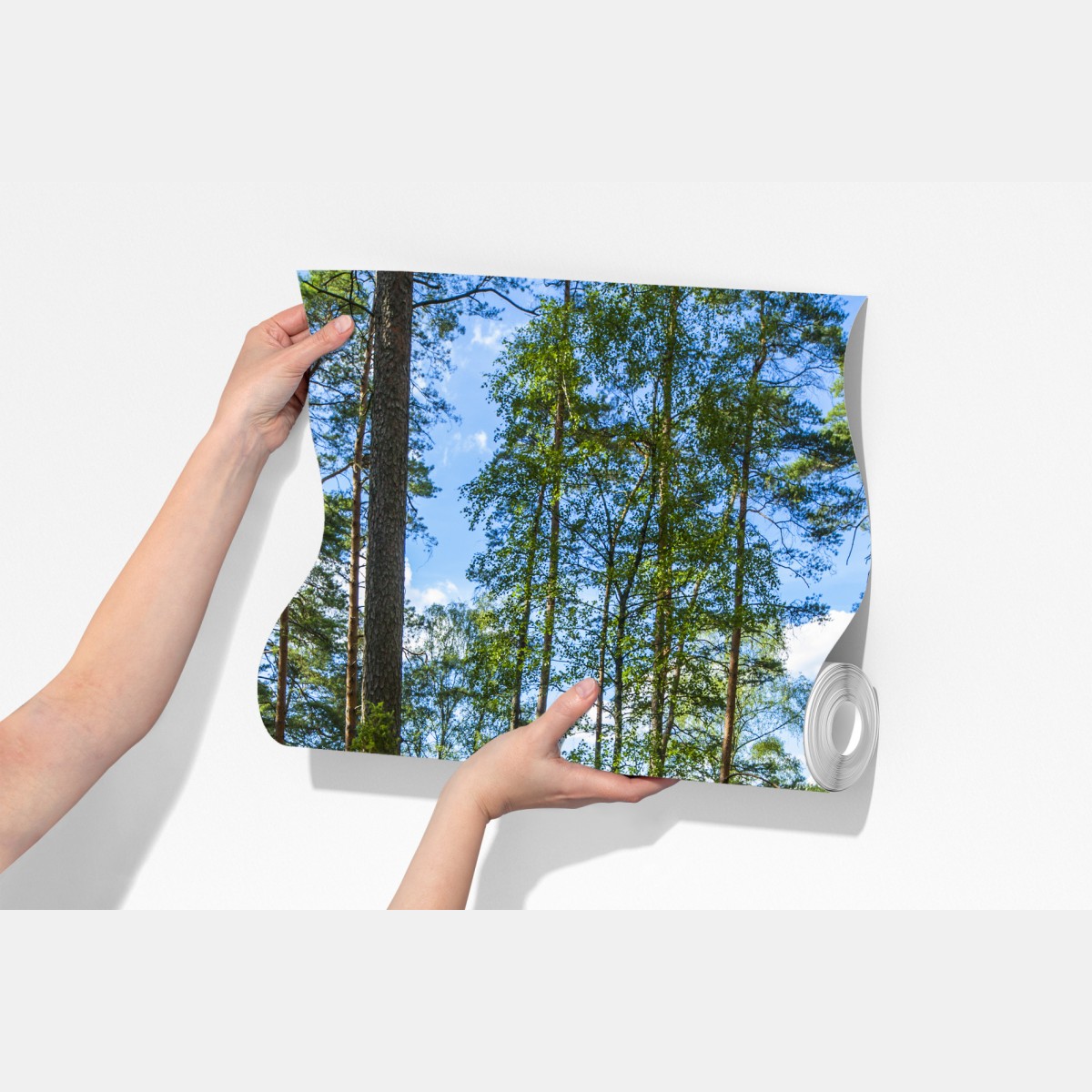 Fototapeta spokojny las sosnowy nad jeziorem – Wallissimo® Fototapeta spokojny las sosnowy nad jeziorem – Wallissimo®