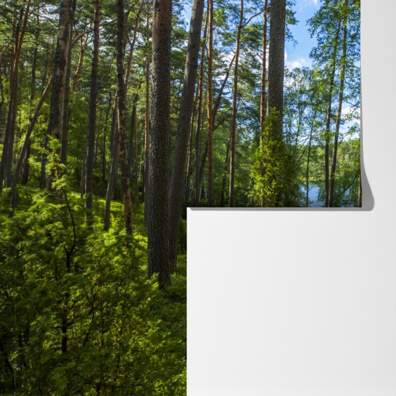 Fototapeta spokojny las sosnowy nad jeziorem – Wallissimo® Fototapeta spokojny las sosnowy nad jeziorem – Wallissimo®