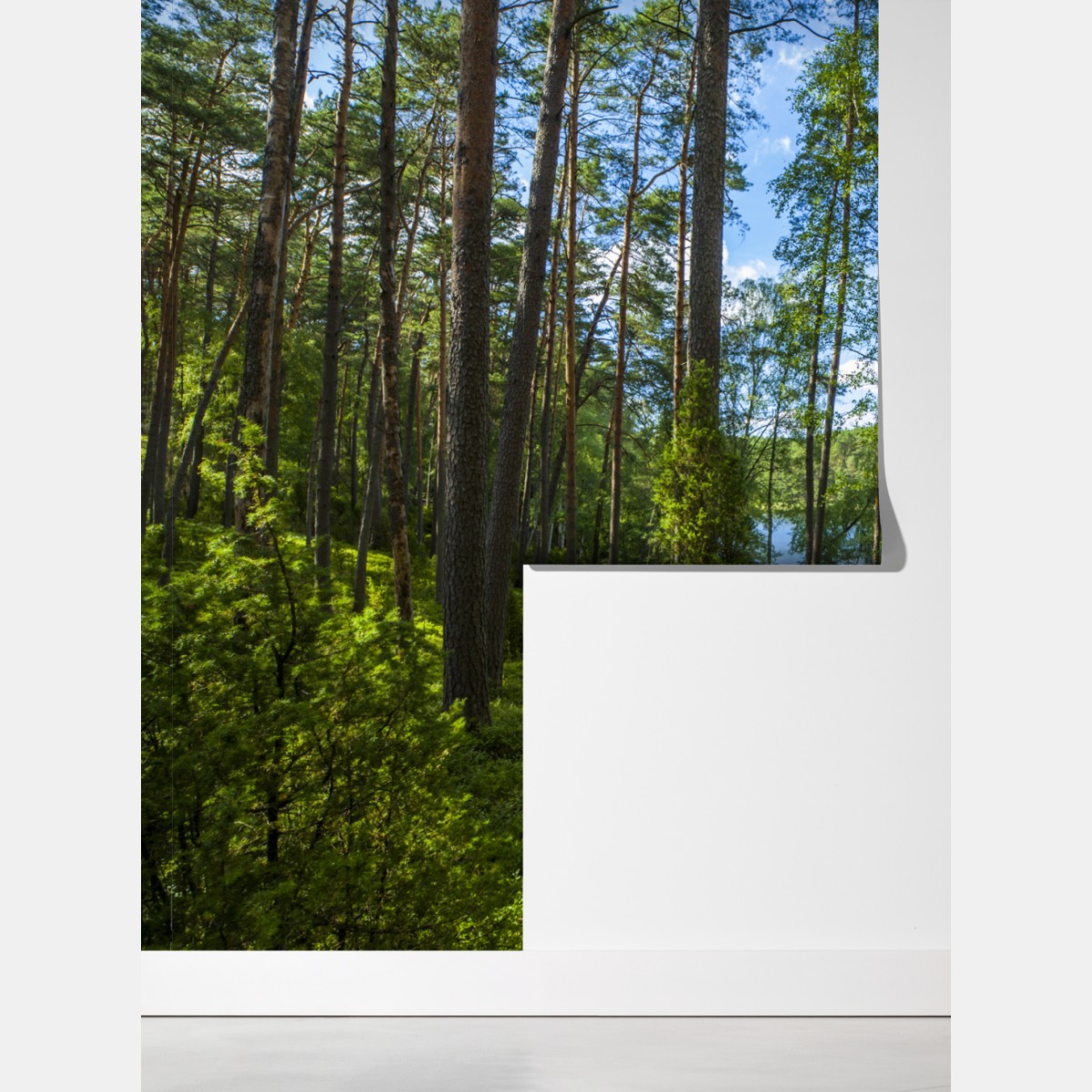 Fototapeta spokojny las sosnowy nad jeziorem – Wallissimo® Fototapeta spokojny las sosnowy nad jeziorem – Wallissimo®