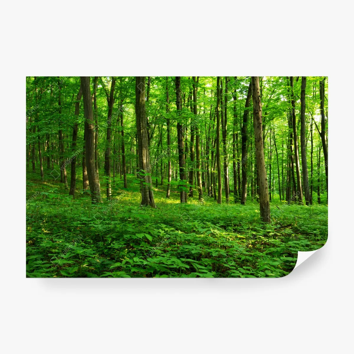 Fototapeta słoneczny zielony las wiosną – Wallissimo® Fototapeta słoneczny zielony las wiosną – Wallissimo®